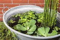 Der Mini-Teich – kleiner Teich ganz groß Der Mini-Teich – kleiner Teich ganz groß