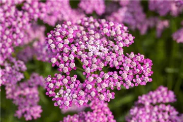 Sommerblumen