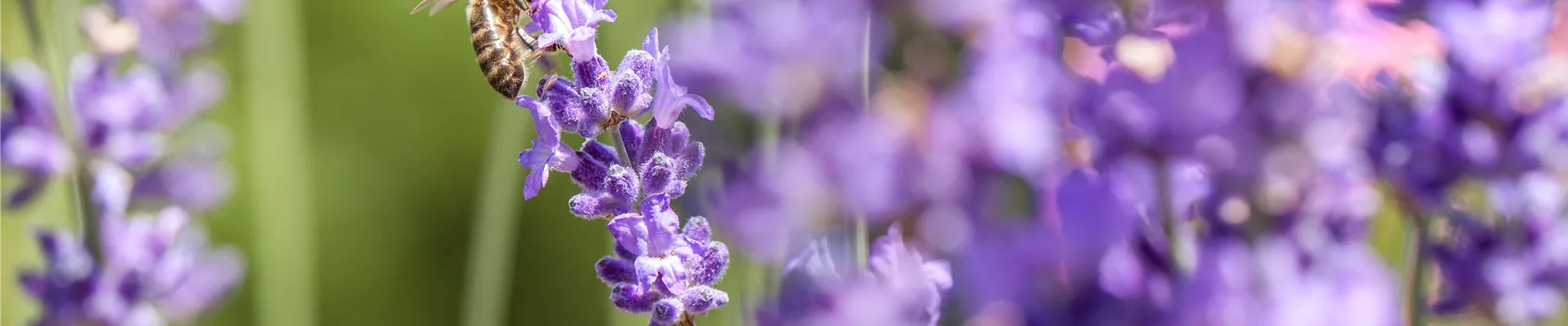 Lavendel mit Biene