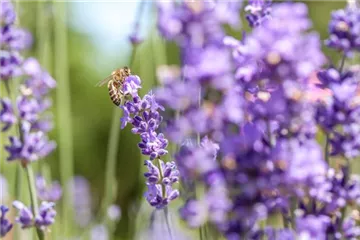 Bienenfreundliche Sommerblumen – ein Büffet für Biene und Co.