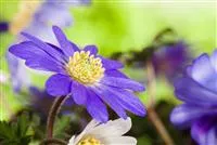 Anemonen im Topf bringen Farbenfreude auf den Balkon