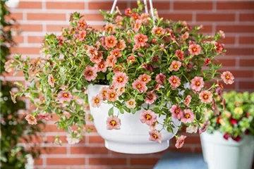 Hanging Baskets, die Alternative zum Beet