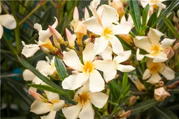 Oleander – Blütenpracht bei richtiger Pflege