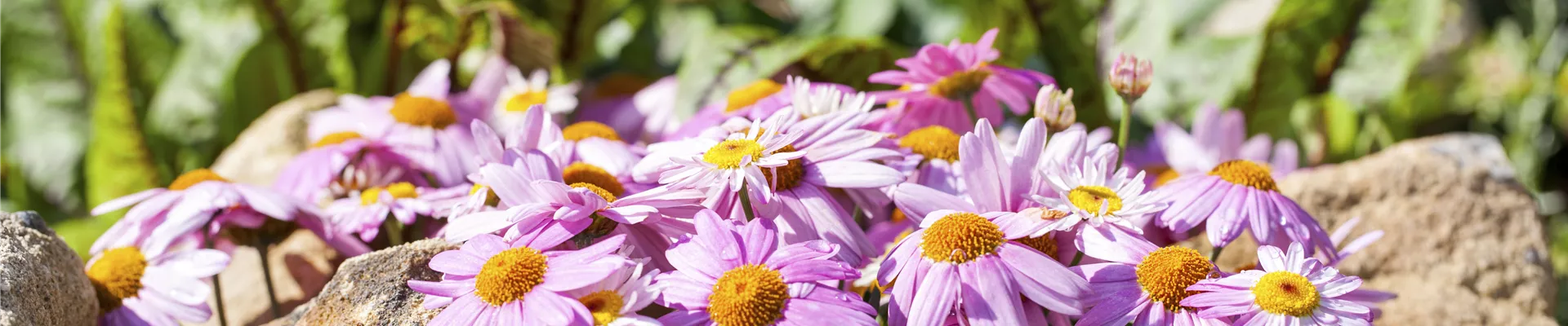Osteospermum