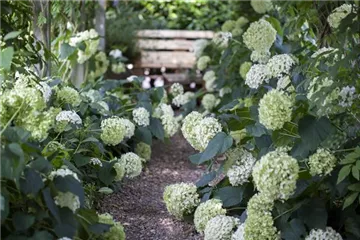 Schattengarten – Tipps zur Gestaltung