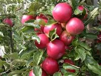Obstbäume veredeln – frische neue Früchte