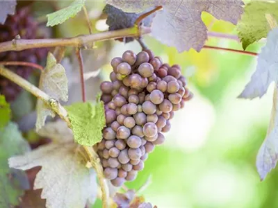 Warum Wein eigentlich aus Beeren gemacht wird