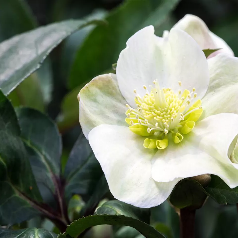 Auch im Winter nicht auf blühende Pflanzen verzichten! Auch im Winter nicht auf blühende Pflanzen verzichten!