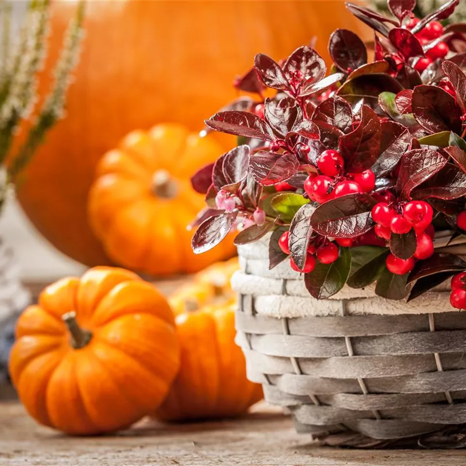 Die Haustür als Visitenkarte – Ideen für die herbstliche Dekoration Die Haustür als Visitenkarte – Ideen für die herbstliche Dekoration