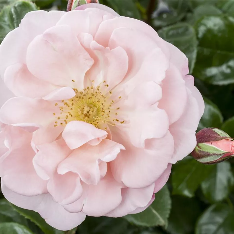 Die Duftrose – Eine Bereicherung für den Garten Die Duftrose – Eine Bereicherung für den Garten