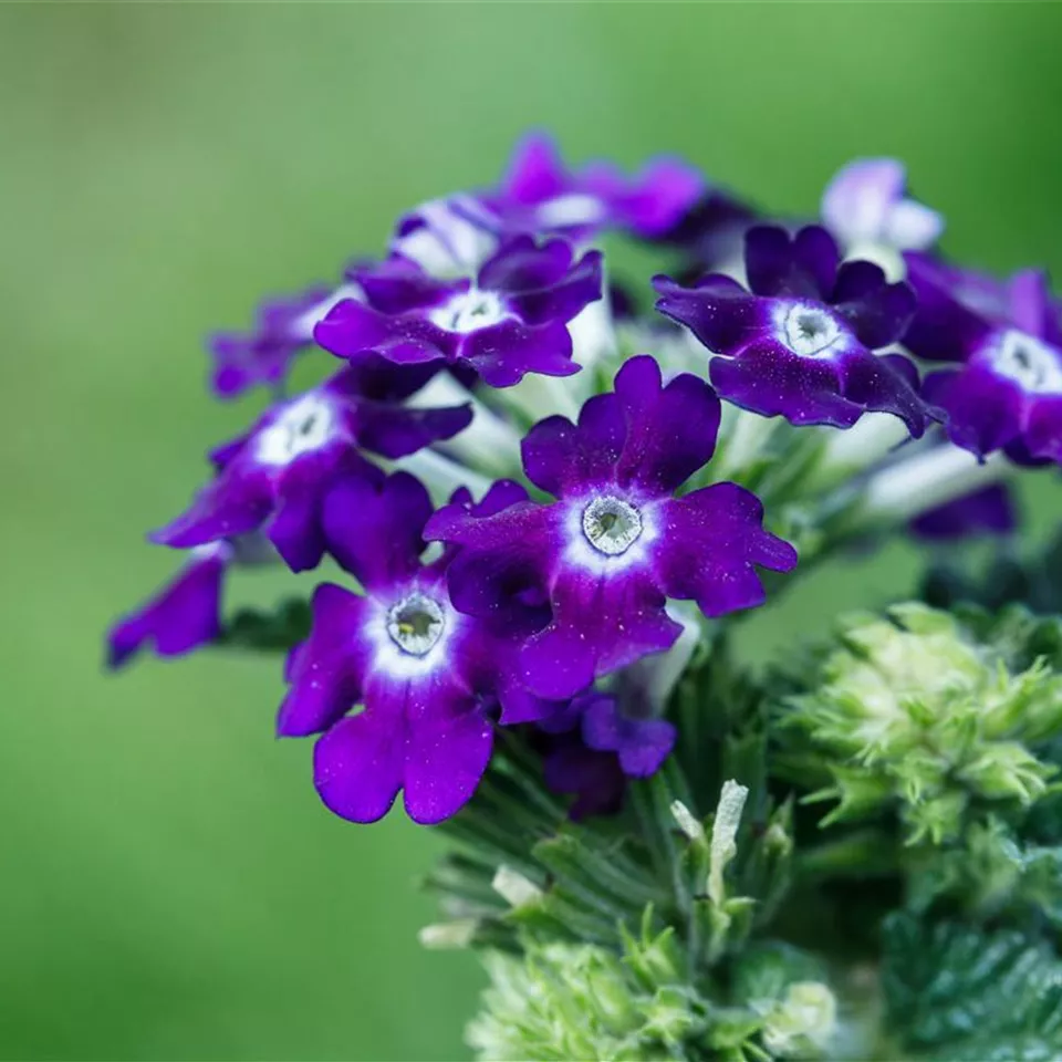 Die Verbene – der Insektenstar unter den Pflanzen Die Verbene – der Insektenstar unter den Pflanzen