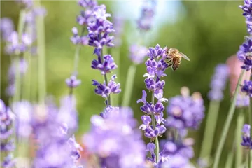 Wellness für die Nase: Düfte für Beet und Beauty Wellness für die Nase: Düfte für Beet und Beauty