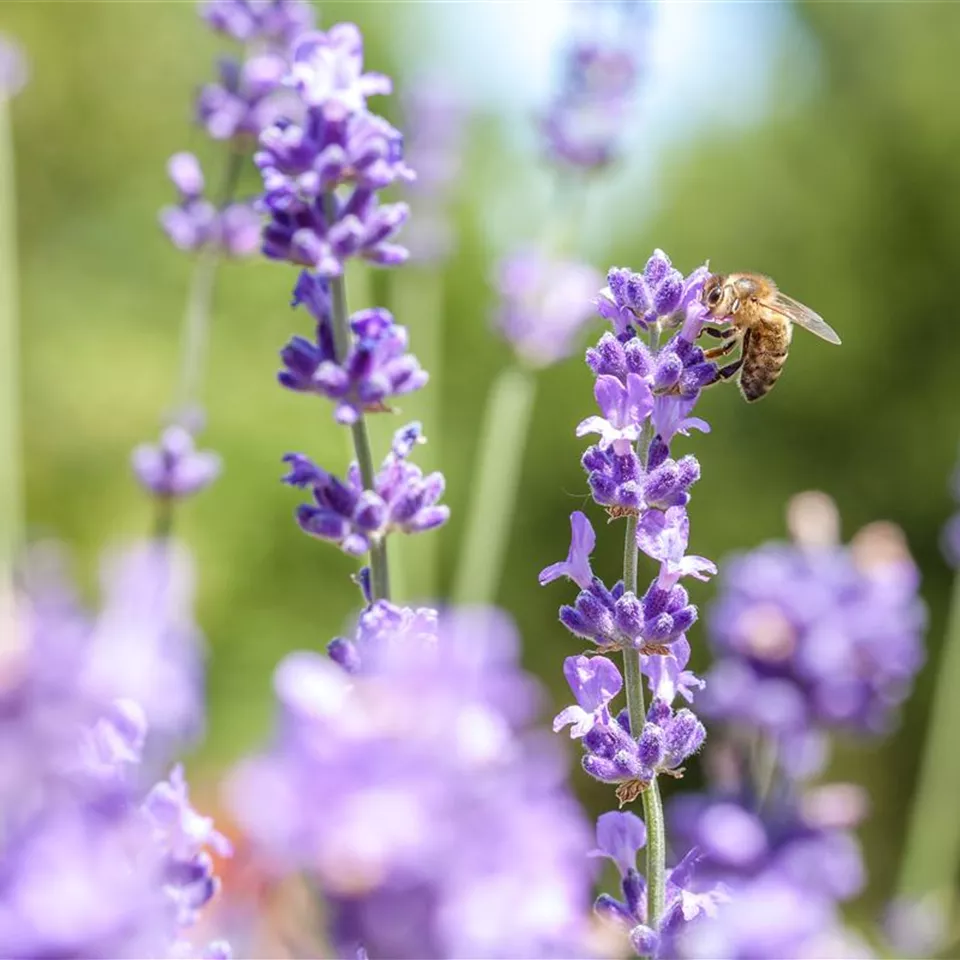 Wellness für die Nase: Düfte für Beet und Beauty Wellness für die Nase: Düfte für Beet und Beauty