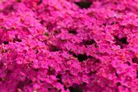 Feuer und Pflanze - Das Flammende Käthchen Feuer und Pflanze - Das Flammende Käthchen