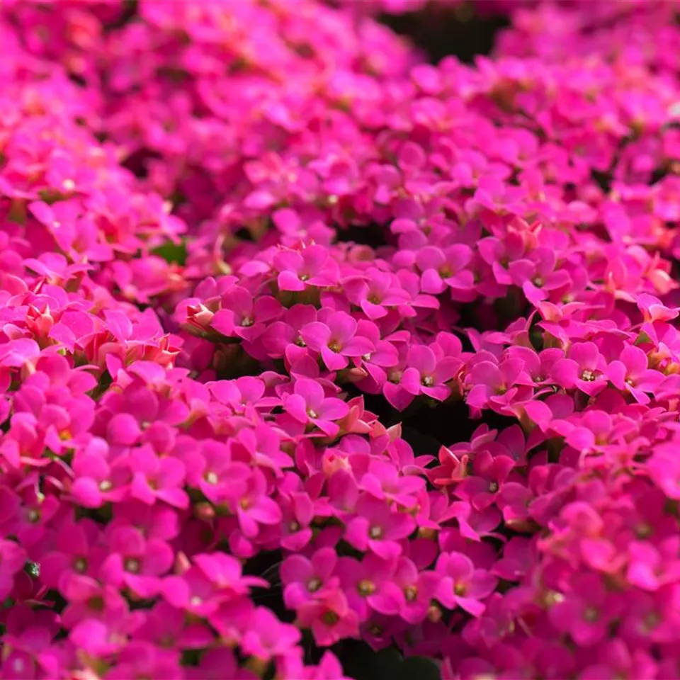 Feuer und Pflanze - Das Flammende Käthchen Feuer und Pflanze - Das Flammende Käthchen