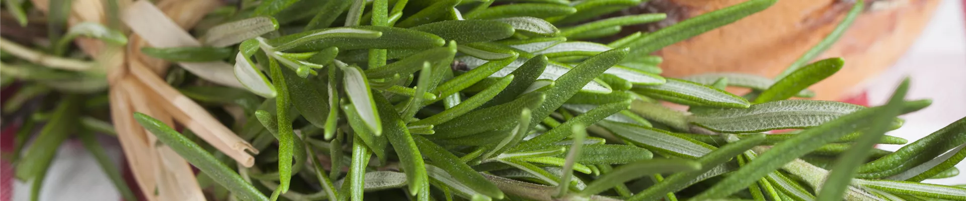 Rosmarinus officinalis