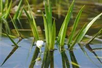 So machen Sie Ihren Miniteich winterfit  So machen Sie Ihren Miniteich winterfit