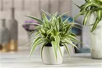 Das Genie unter den Zimmerpflanzen – die Grünlilie