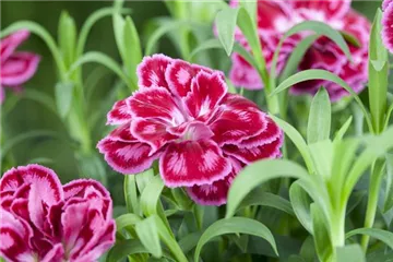 Die Auswahl von Trauerblumen und Grabbepflanzung
