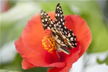 Der Experimentiergarten: es gibt Viel zu entdecken!