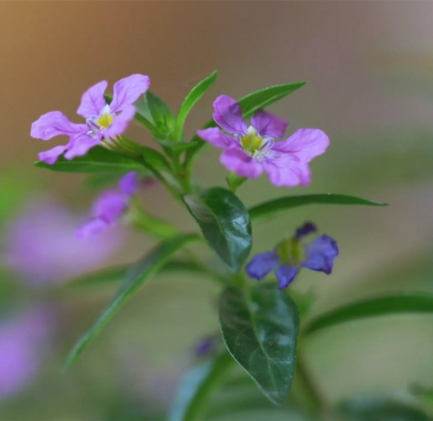 Köcherblume - Einpflanzen im Garten