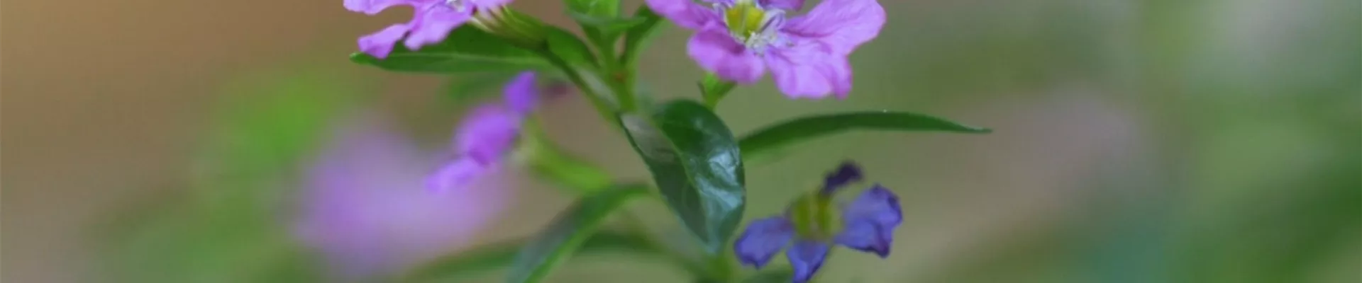 Köcherblume - Einpflanzen im Garten (thumbnail)