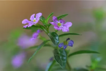Köcherblume - Einpflanzen im Garten