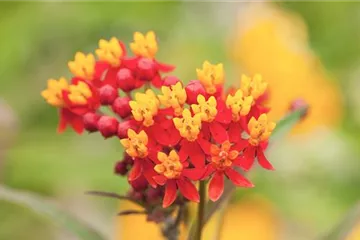 Seidenpflanze - Einpflanzen im Garten