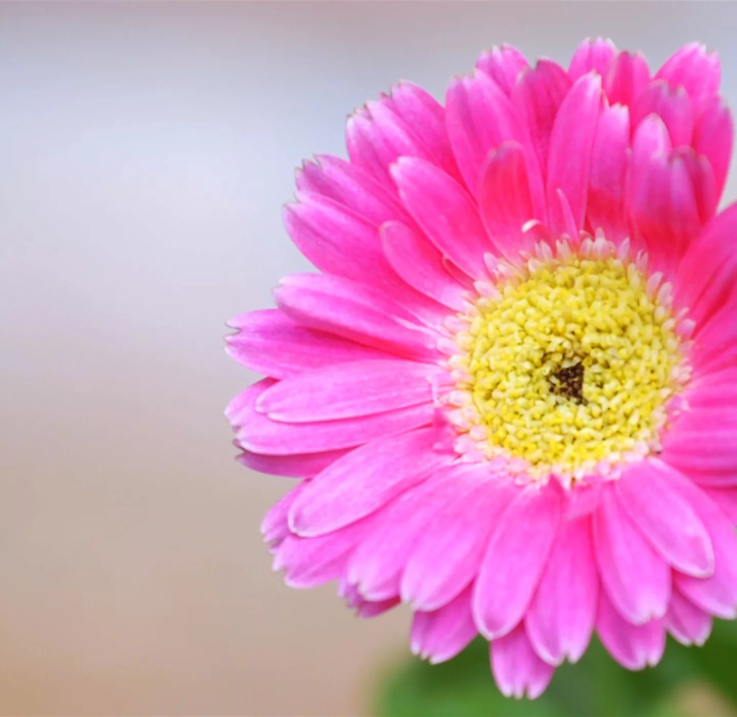 Gerbera - Einpflanzen im Garten