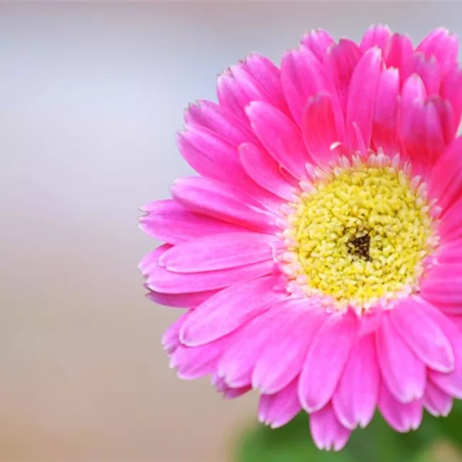 Gerbera - Einpflanzen im Garten