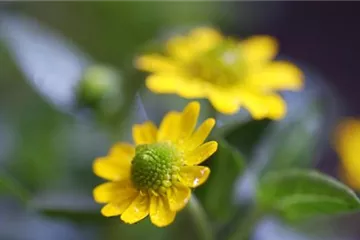 Husarenknopf - Einpflanzen im Garten