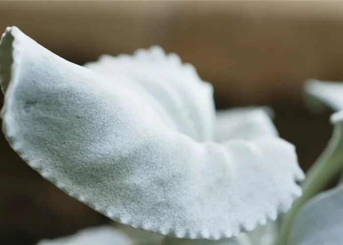 Silberblatt (Senecio) - Einpflanzen im Garten Silberblatt (Senecio) - Einpflanzen im Garten