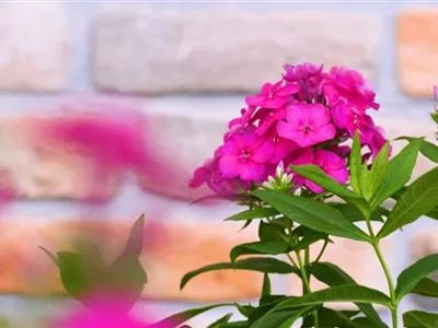 Flammenblume - Einpflanzen im Garten