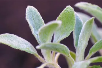 Woll-Ziest - Einpflanzen im Garten Woll-Ziest - Einpflanzen im Garten