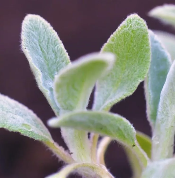 Woll-Ziest - Einpflanzen im Garten Woll-Ziest - Einpflanzen im Garten