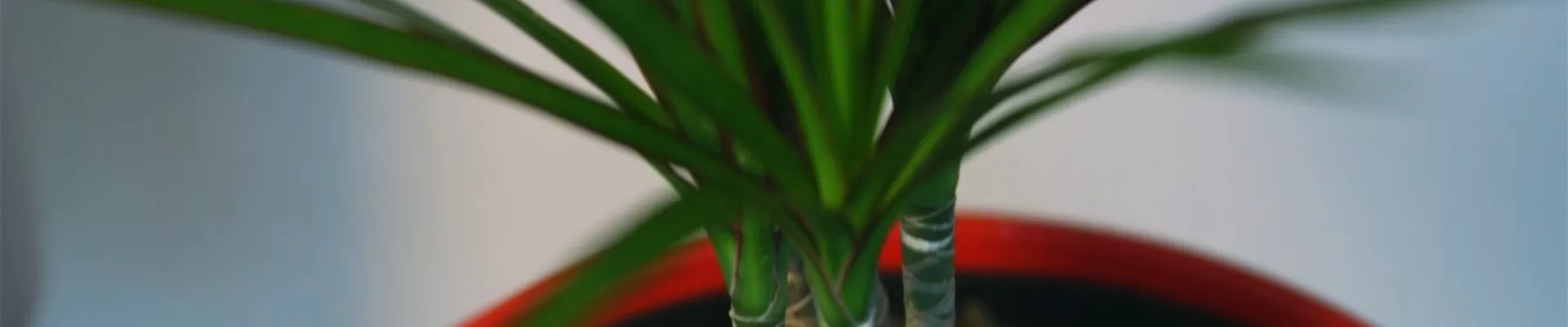 Gerandeter Drachenbaum - Umtopfen (Thumbnail)