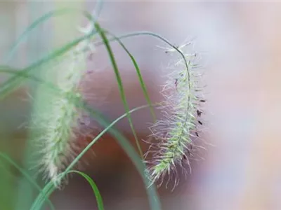 Federborstengras - Einpflanzen im Garten