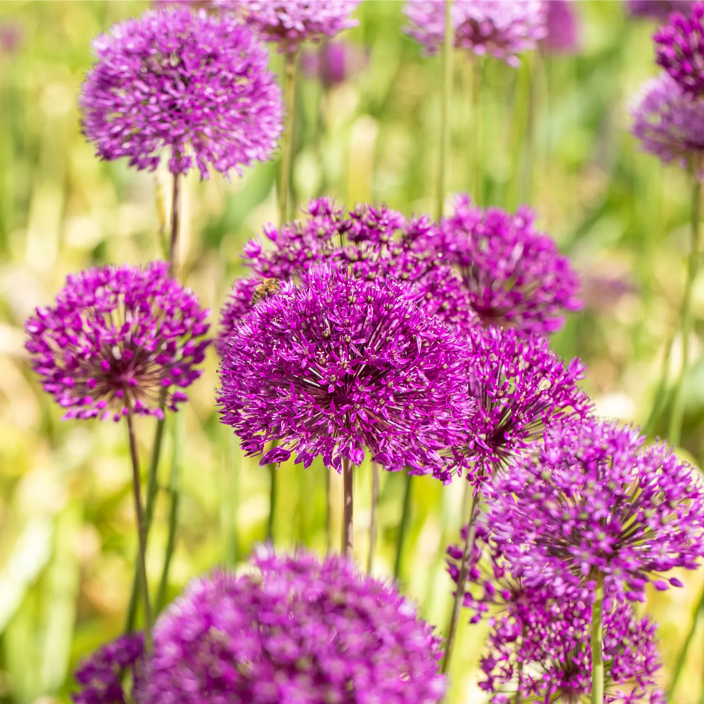 Allium aflatunense 'Purple Sensation'