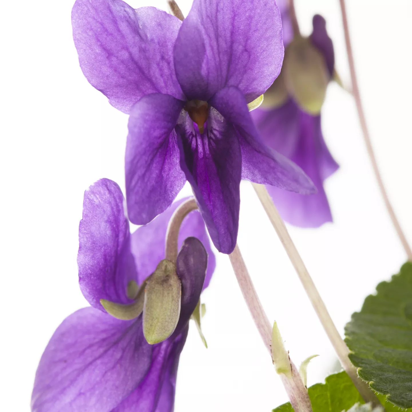 Viola odorata 'Königin Charlotte'