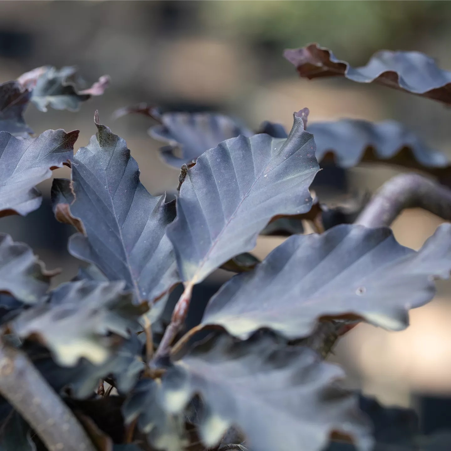 Fagus sylvatica 'Rohan Weeping'