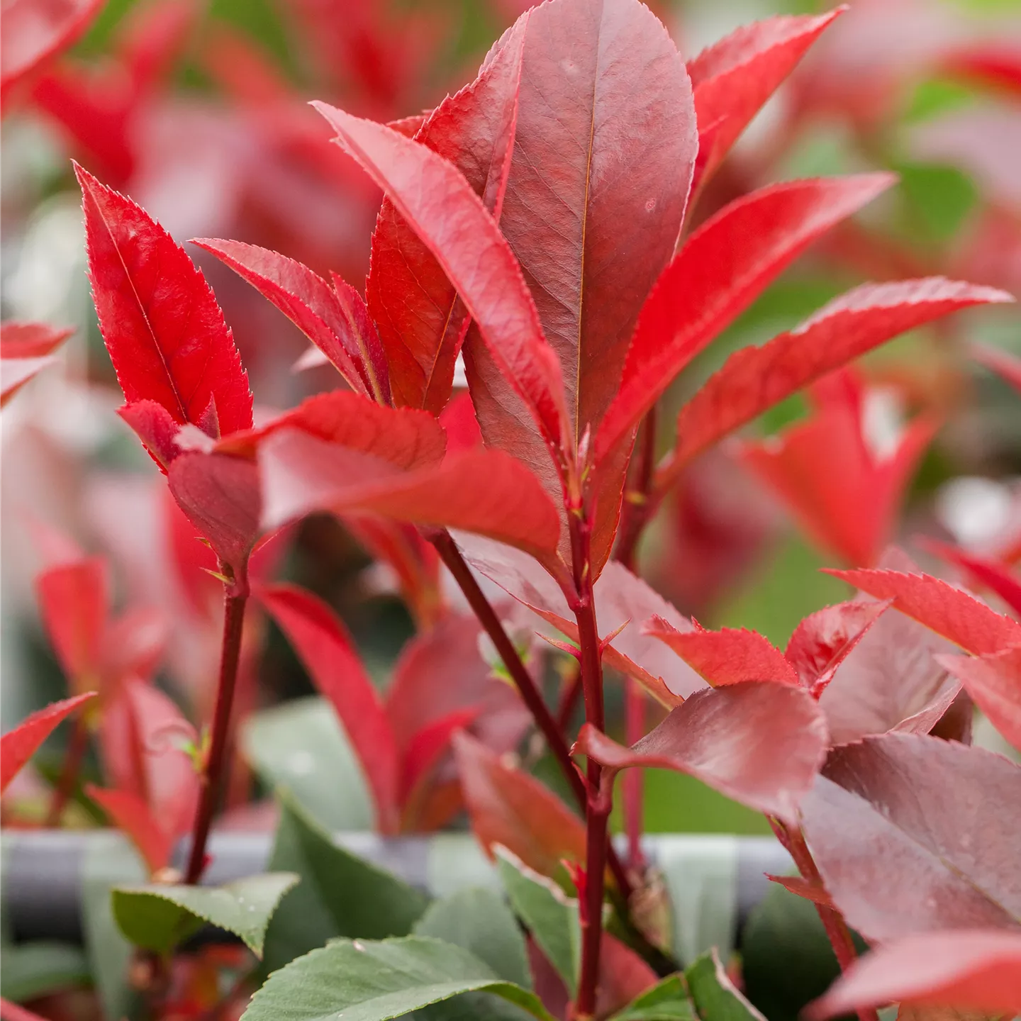 Photinia fraseri 'Devil's Dream' -R-