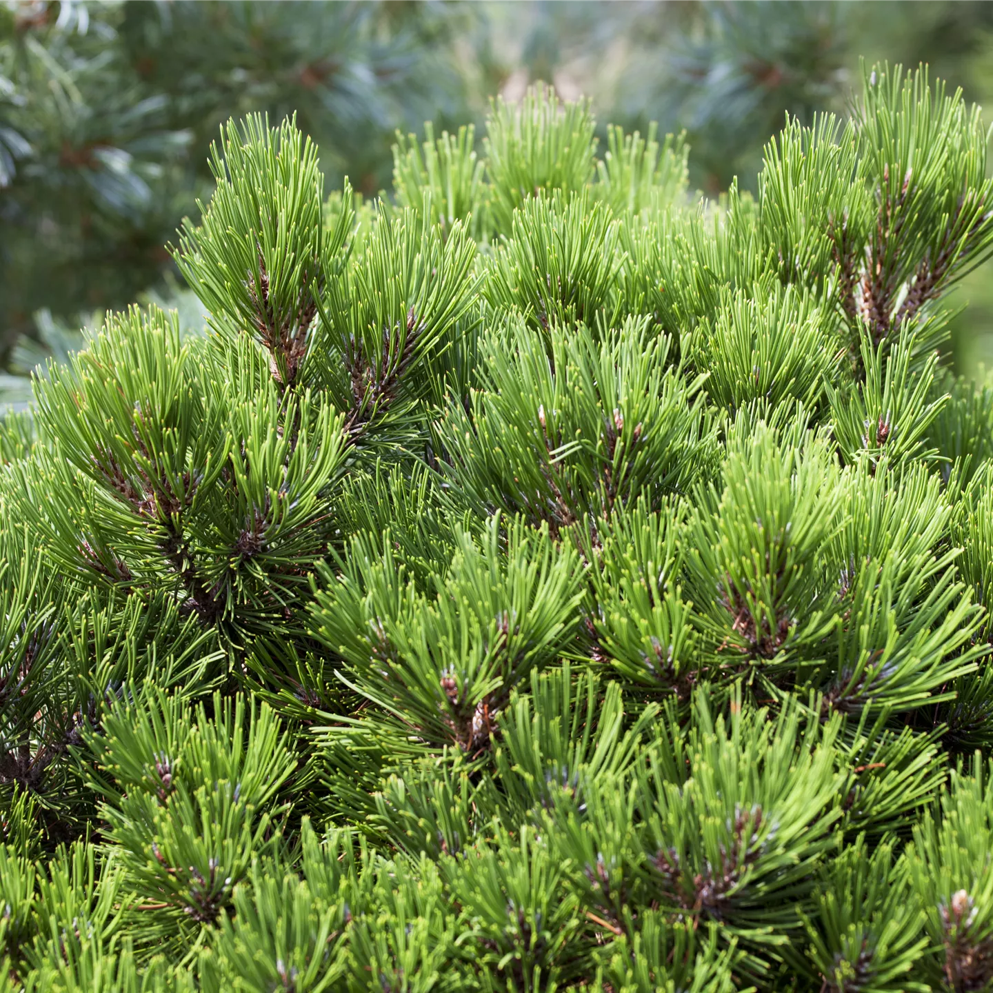 Pinus heldreichii 'Smidtii'