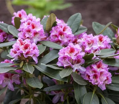 Rhododendron-Hybride 'Belami'