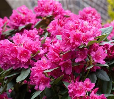 Rhododendron-Hybride 'Dr. H.C. Dresselhuys'