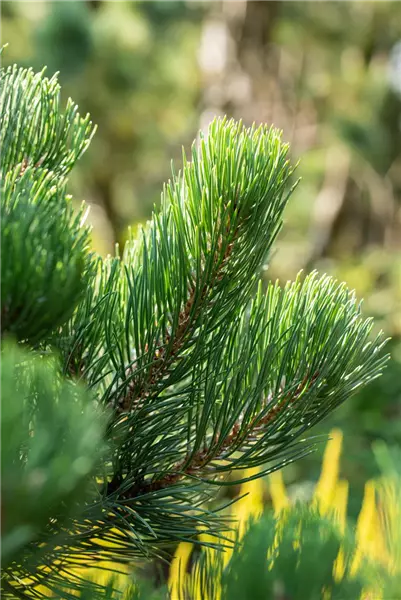Pinus nigra 'Oregon Green' Schwarzkiefer 'Oregon Green'