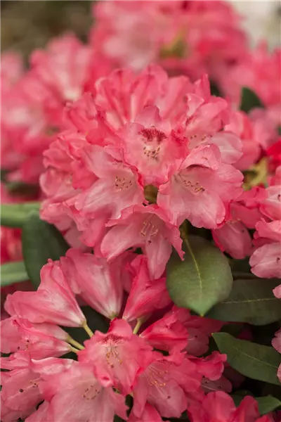 Rhododendron yak.'Sneezy' Yaku-Rhododendron