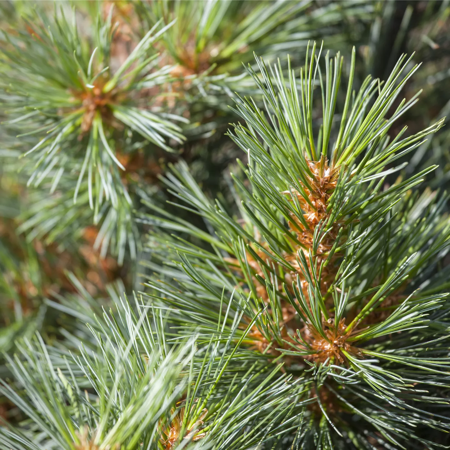 Pinus strobus 'Macopin'