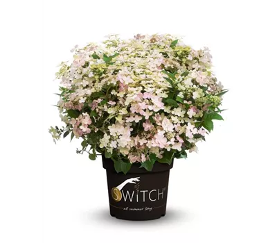Rispenhortensie 'Switch' -R-
