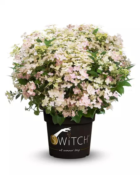 Hydrangea panic. 'Switch'  -R- Rispenhortensie 'Switch'  -R-