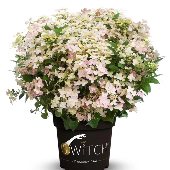 Hydrangea panic. 'Switch' -R-